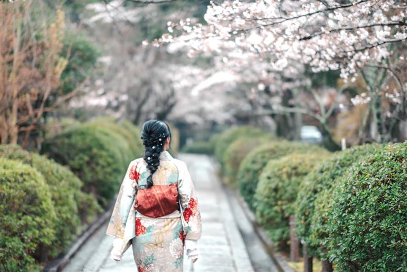 興正寺参道の桜並木