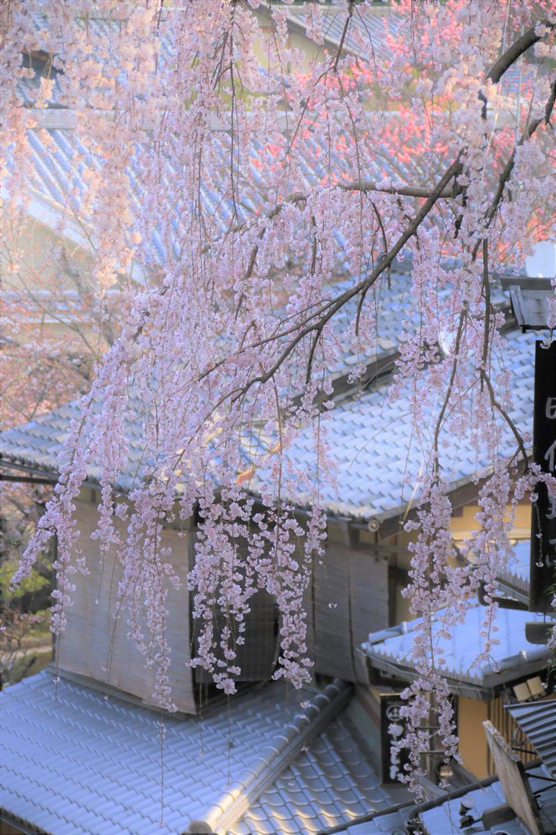 京都の桜情報！清水寺から円山公園ルートをご紹介