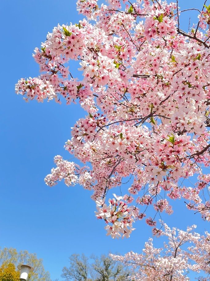京都のおすすめ桜まつり【平野神社】