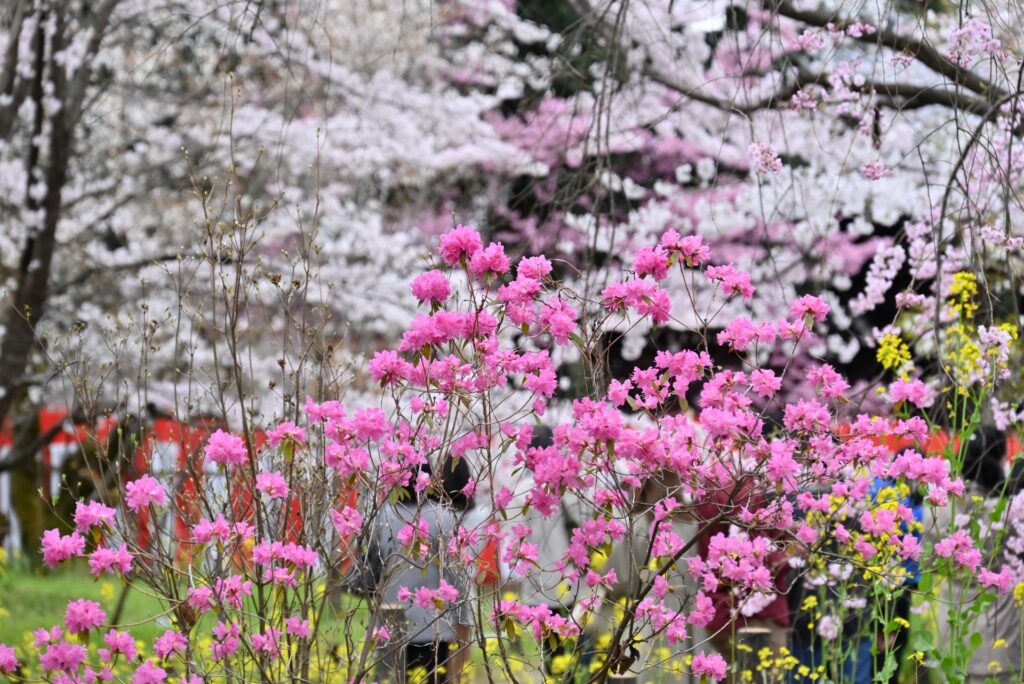 平野神社の桜