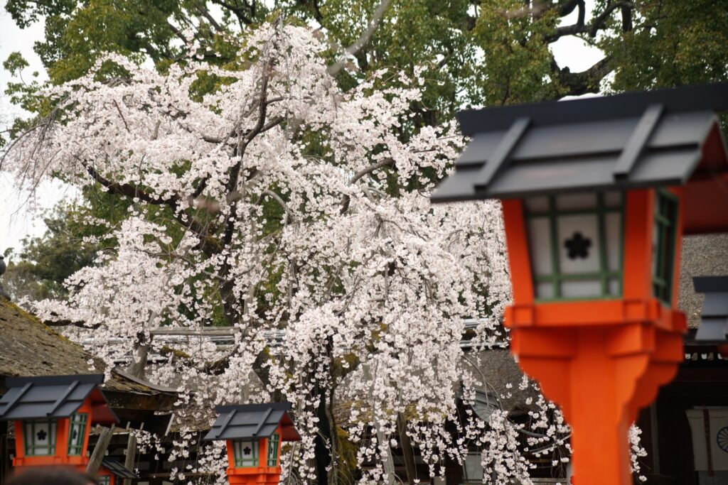 平野神社の桜と神紋