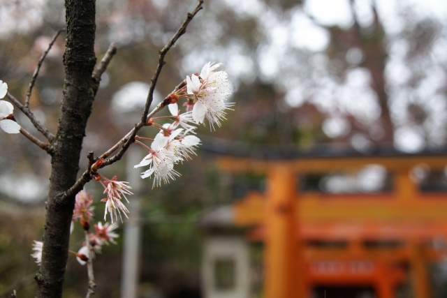 早咲きの桜