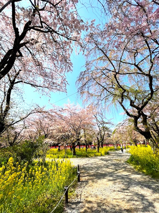桜と菜の花の道