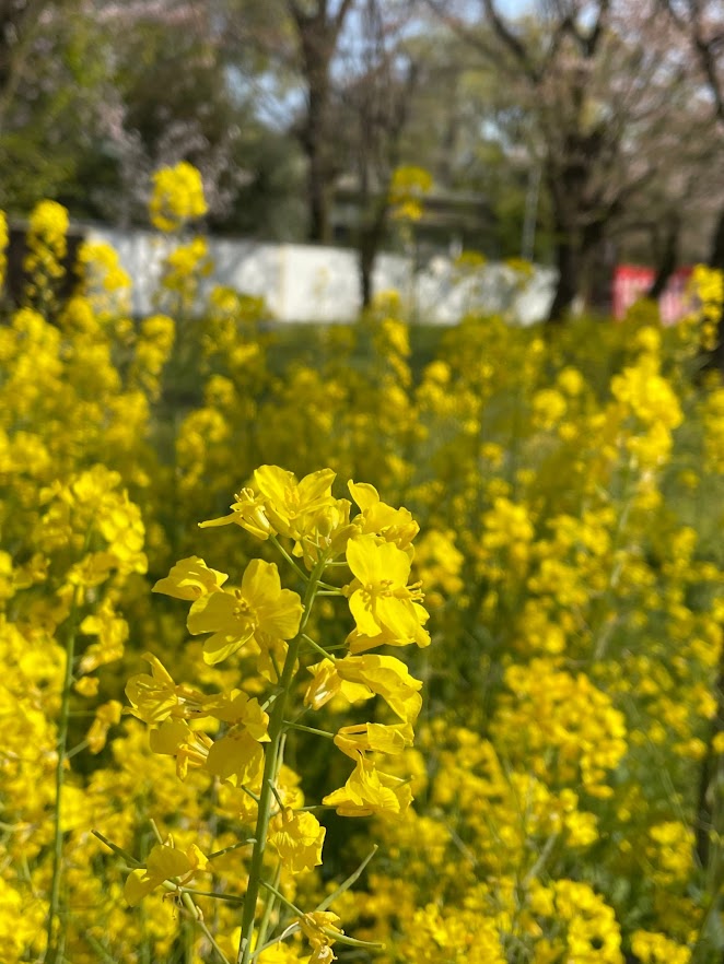 菜の花