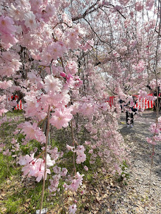 平野神社の桜