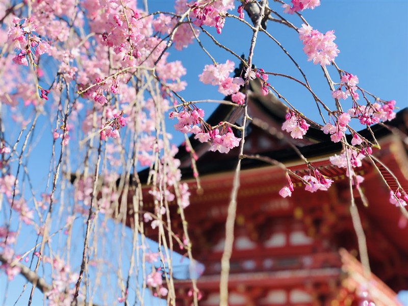 청수사(기요미즈데라) 주변의 인스타그램 감성 명소