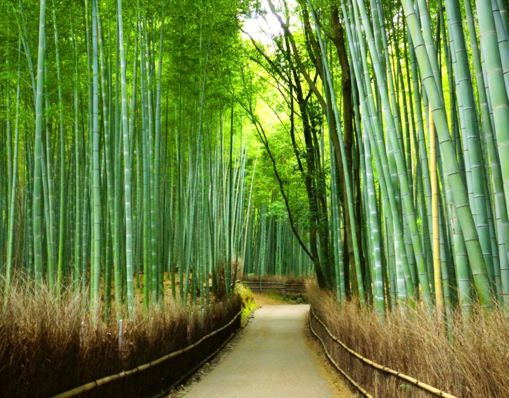 京都嵐山竹林