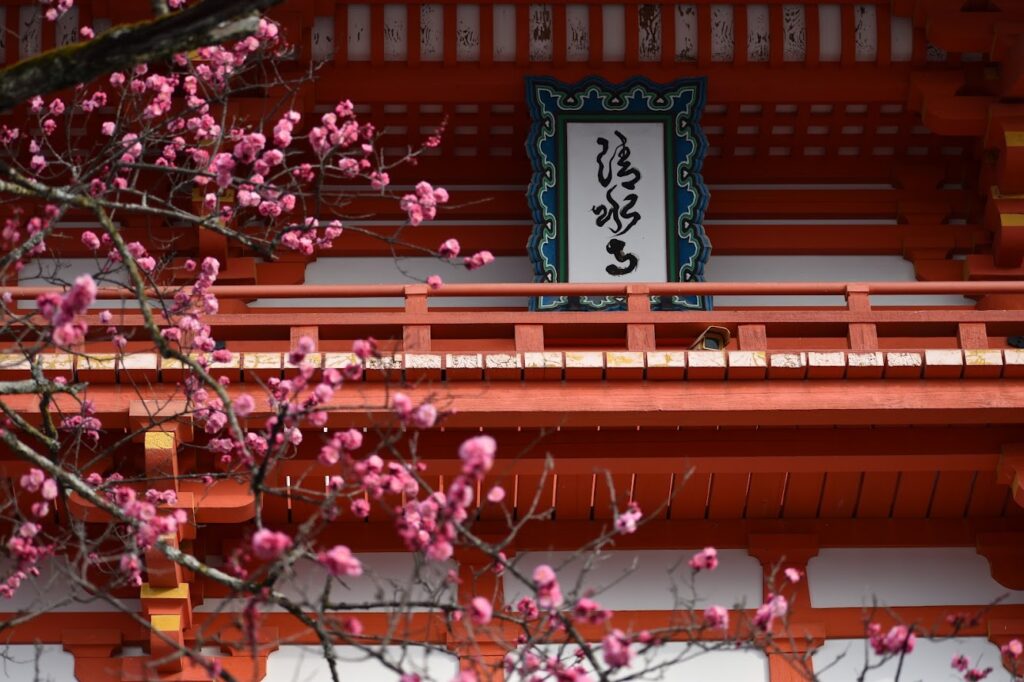 京都清水寺梅の花