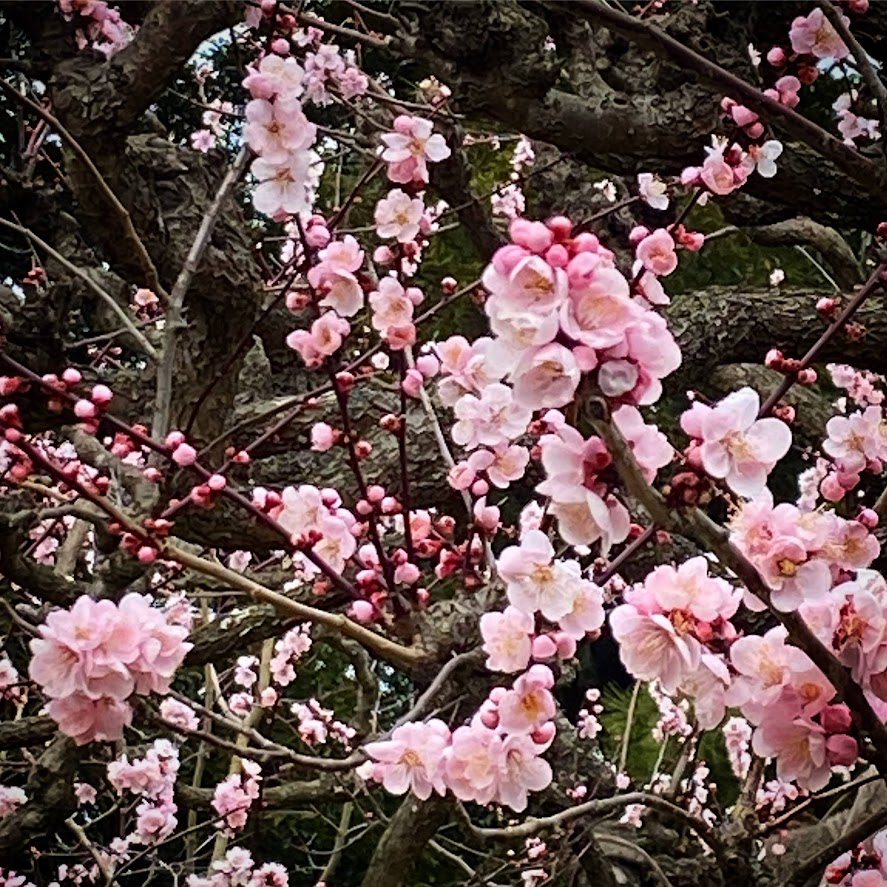 京都着物梅の花