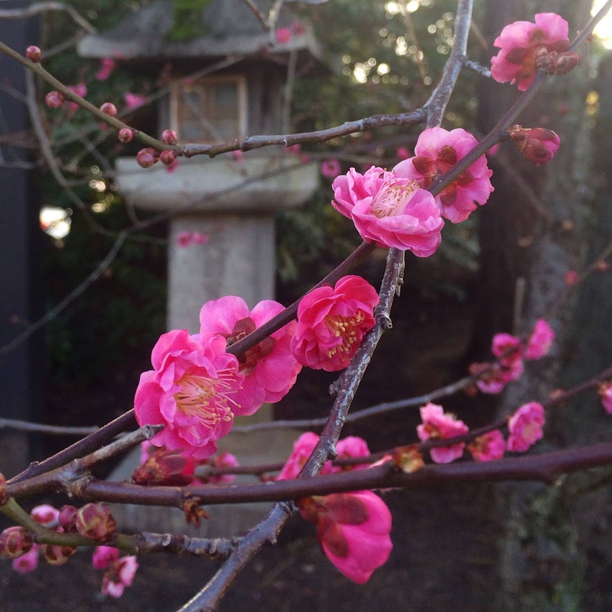 京都着物梅の花