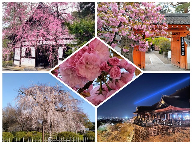 春爛漫🌸清水寺周辺の桜スポット🌸～早咲きの河津桜から遅咲きの八重桜まで～