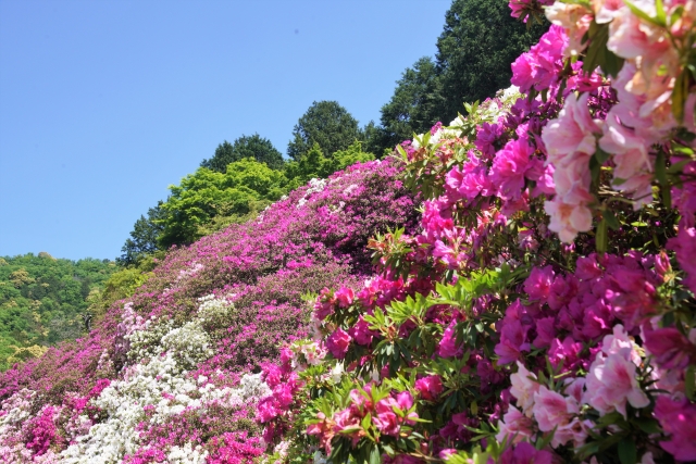 京都の見ごろを迎える躑躅