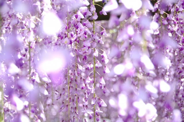 京都の満開の藤