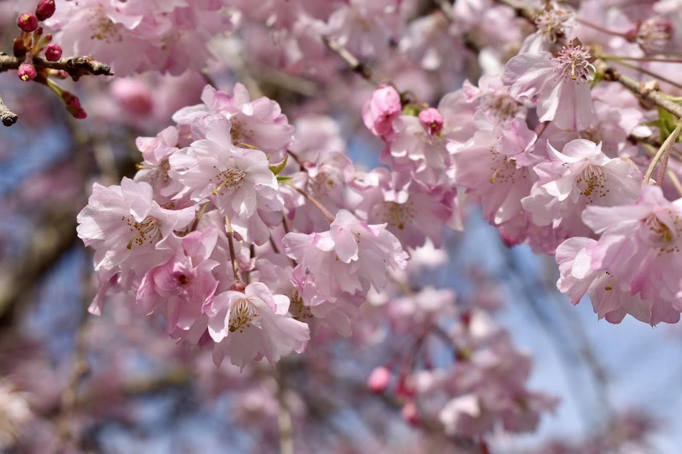 교토에서 이어져 내려오는 ‘주산마이리’ (十三詣り)기모노를 입고 즐기는 봄의 신사