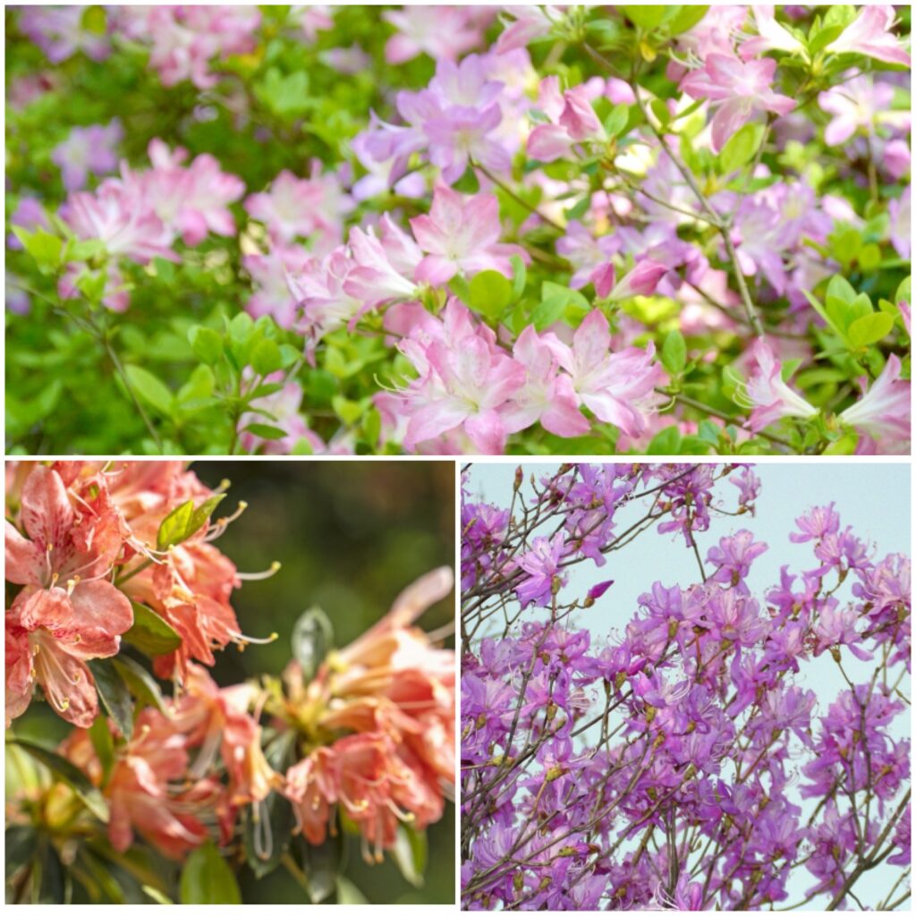 京都の春の花々