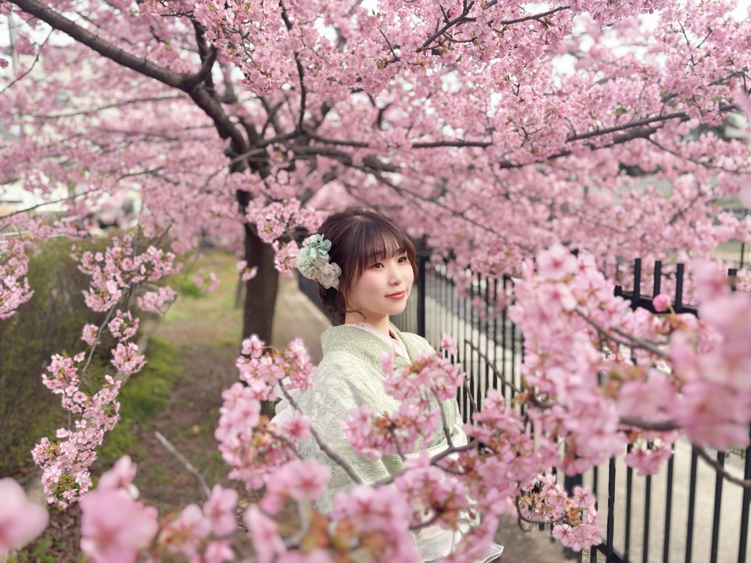桜だけじゃない！着物で楽しむ京都の春の花めぐり🌸