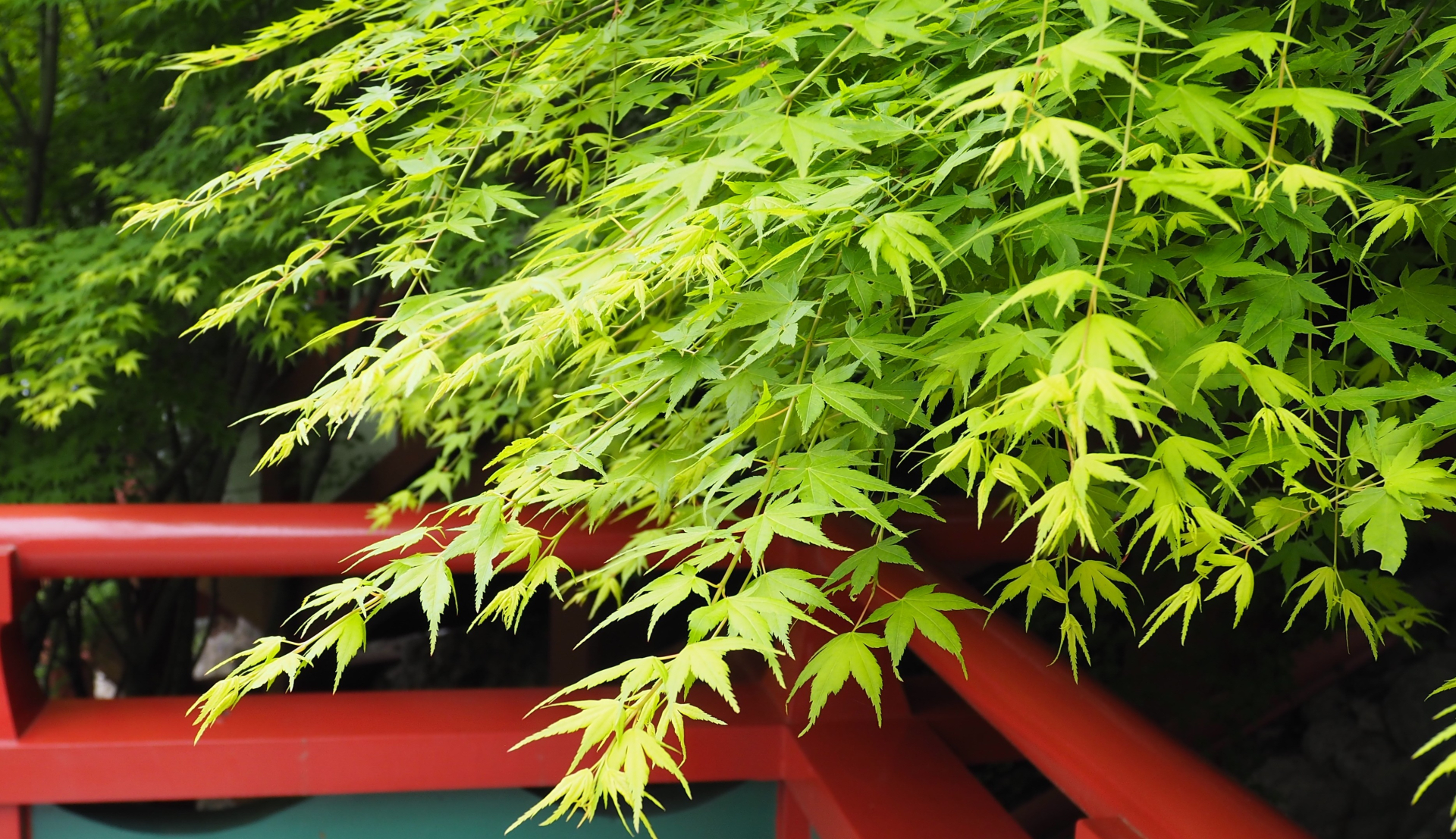 写真映えする6月の京都へ　着物で楽しむ紫陽花と青もみじ